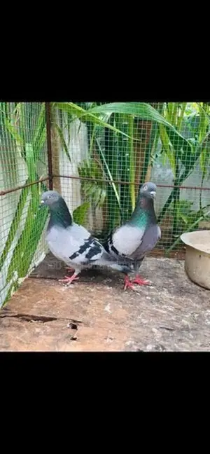 Pigeon