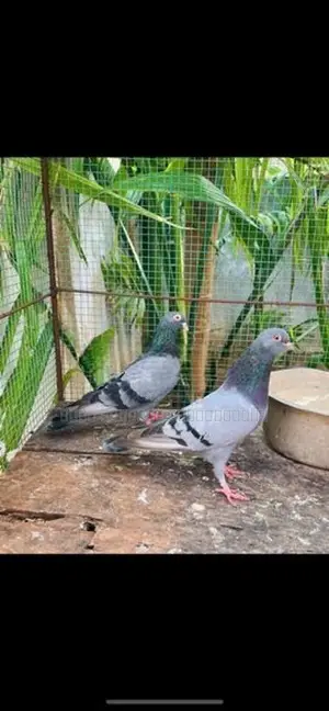 Pigeon