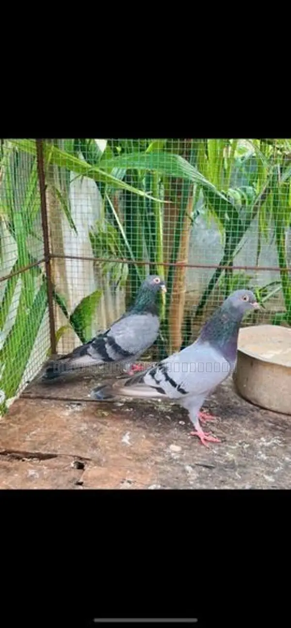 Pigeon