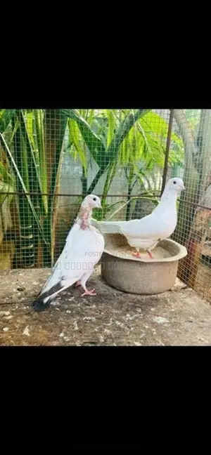 Pigeon