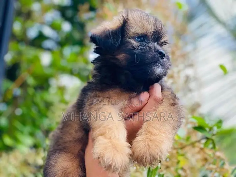 Shitzu Puppies