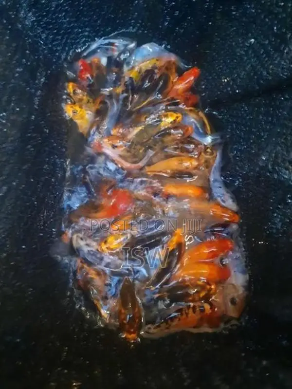කාෆ් මසුන් තොග මිලට