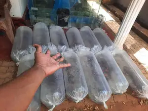 කාෆ් මසුන් තොග මිලට