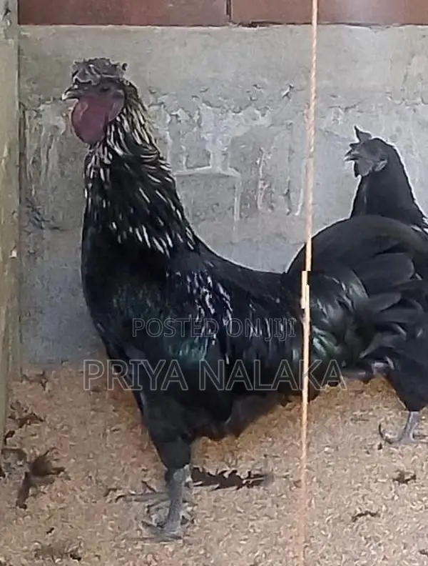 Kadaknath Kukulan