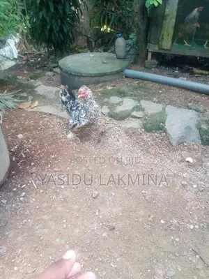 සිංකි කිකිළියන්