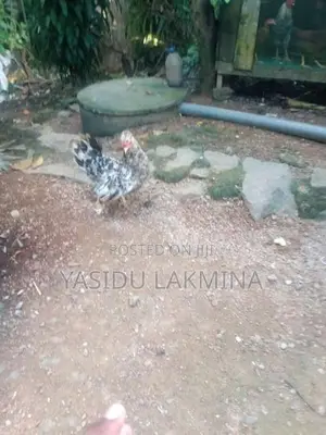 සිංකි කිකිළියන්
