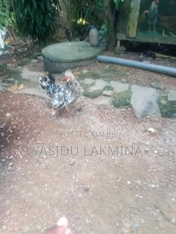 සිංකි කිකිළියන්