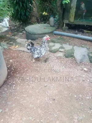 සිංකි කිකිළියන්