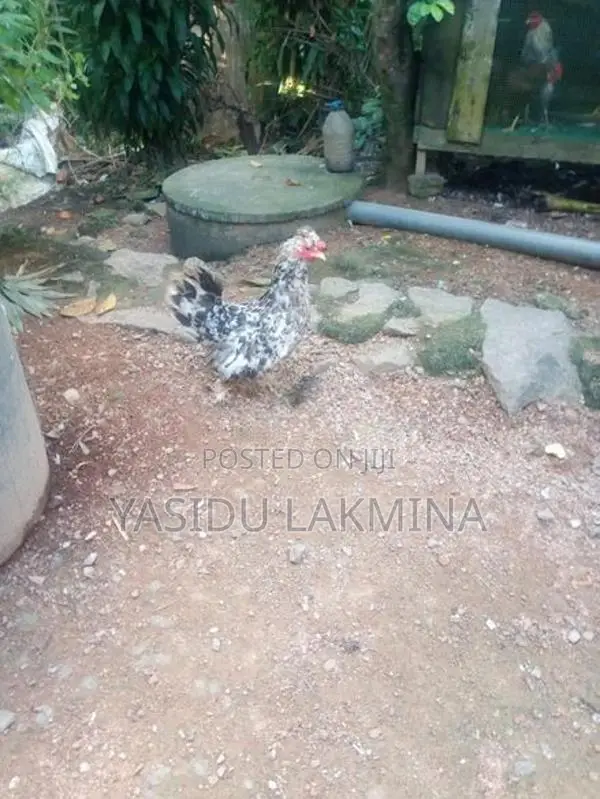 සිංකි කිකිළියන්