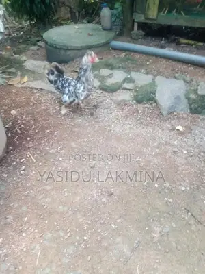 සිංකි කිකිළියන්