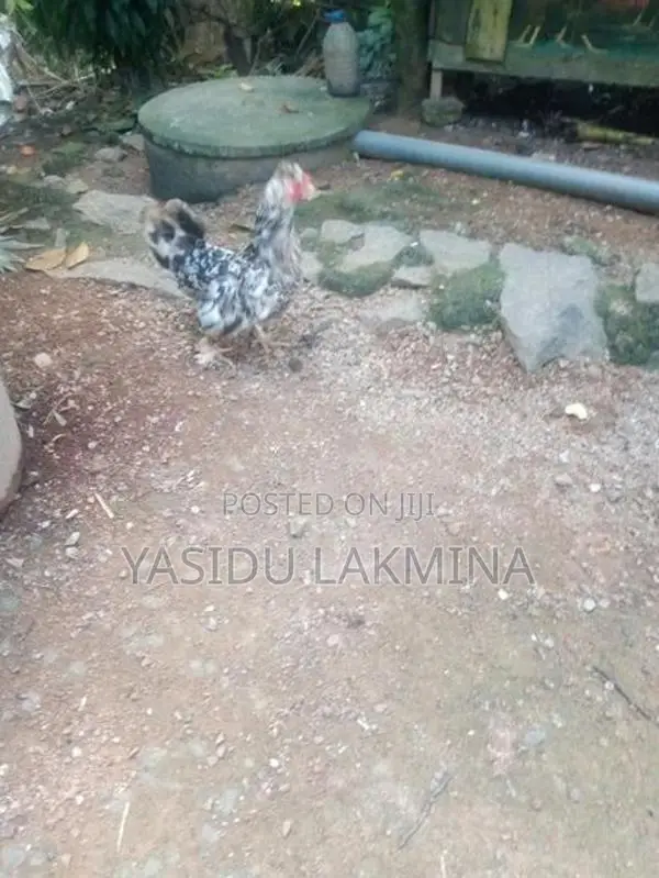සිංකි කිකිළියන්