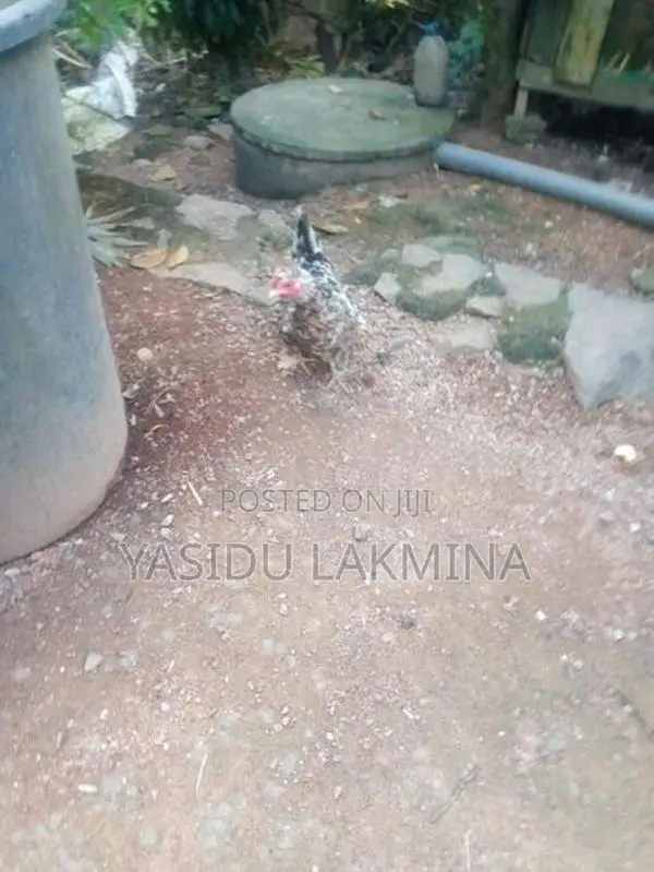 සිංකි කිකිළියන්
