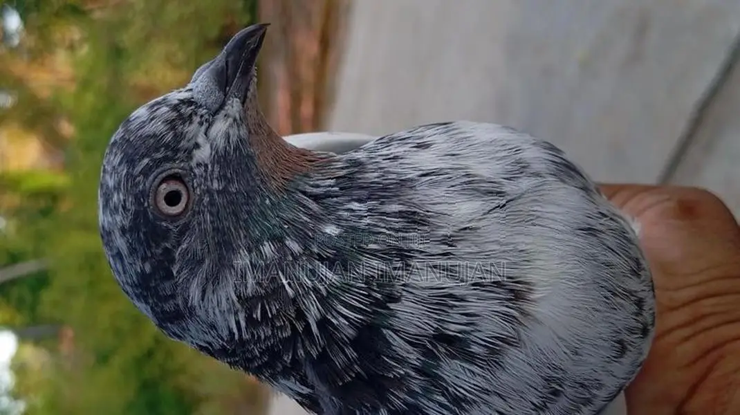 Pakistani Timing Pigeon