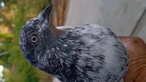 Pakistani Timing Pigeon