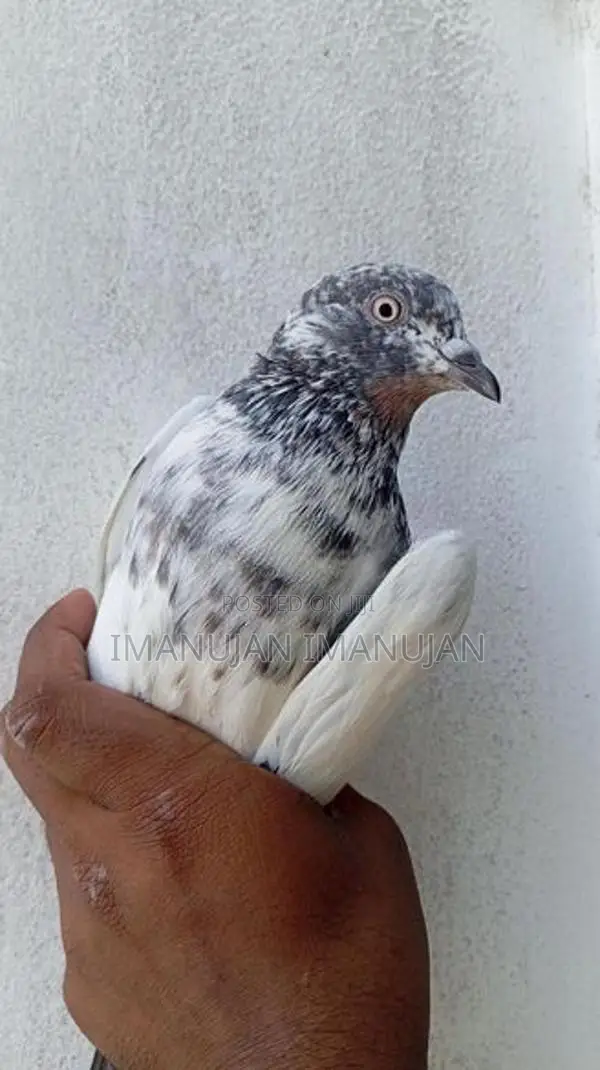 Pakistani Timing Pigeon