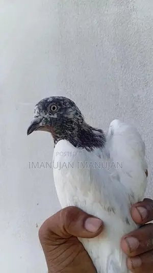 Pakistani Timing Pigeon