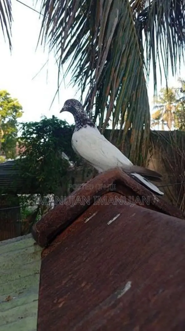 Pakistani Timing Pigeon
