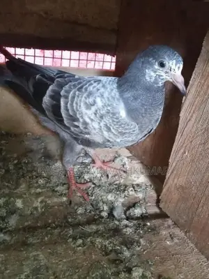 Pigeon