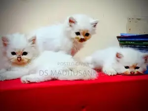 Persian Kitten