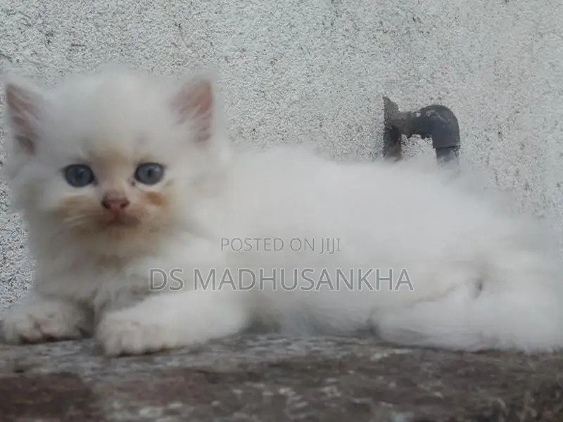 Persian Kitten