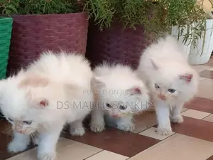 Persian Kitten
