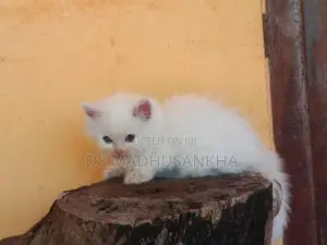 Persian Kitten