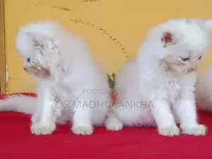 Persian Kitten