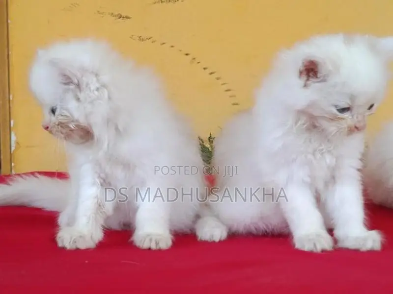 Persian Kitten