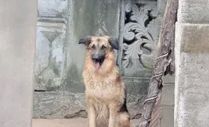 For Crossing Need Female Dog