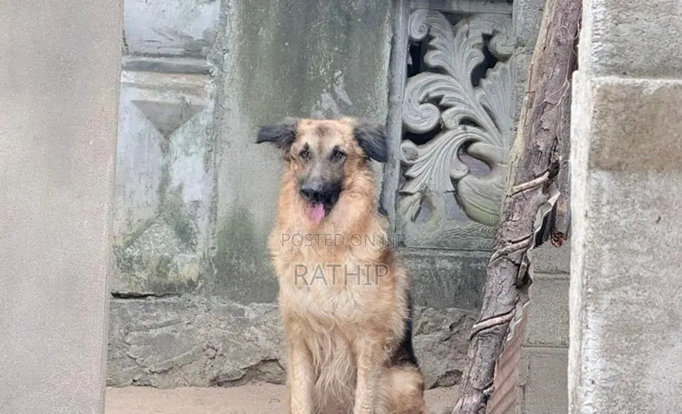 For Crossing Need Female Dog