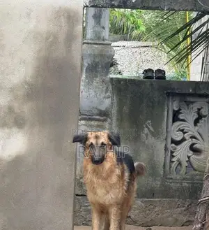 For Crossing Need Female Dog