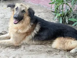For Crossing Need Female Dog