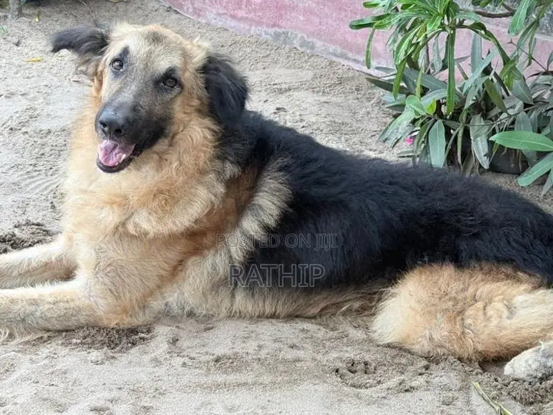 For Crossing Need Female Dog