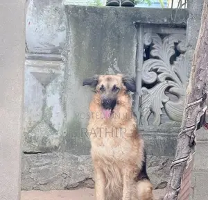 For Crossing Need Female Dog