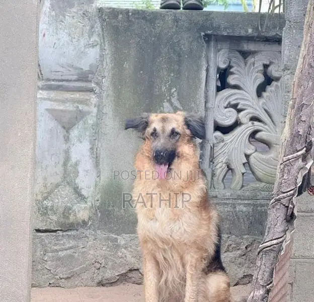For Crossing Need Female Dog