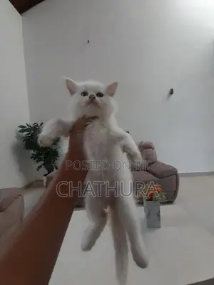 Persian Kittens
