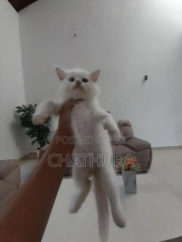 Persian Kittens
