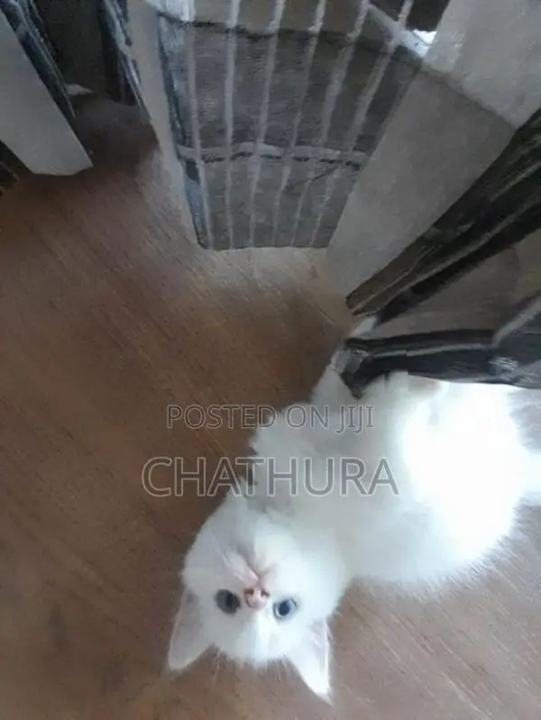 Persian Kittens