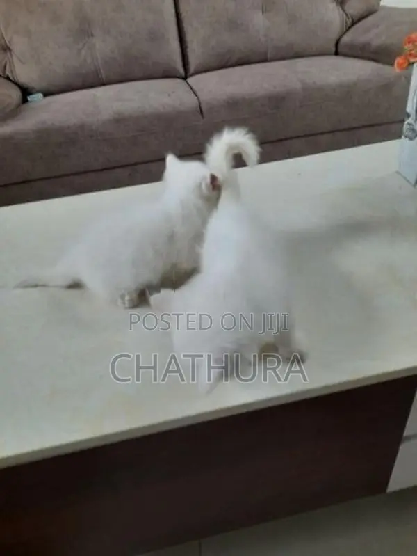 Persian Kittens