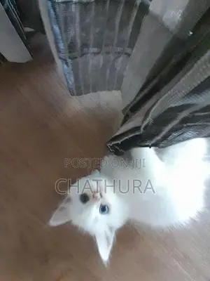 Persian Kittens