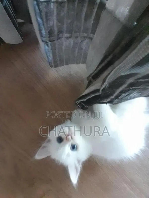 Persian Kittens