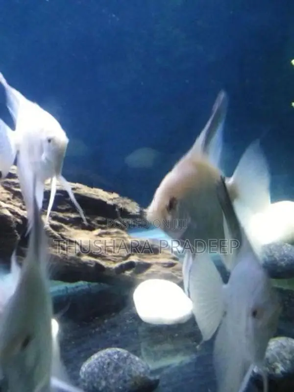 Bulgarian Lilac Point Angels Fish