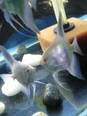 Bulgarian Lilac Point Angels Fish