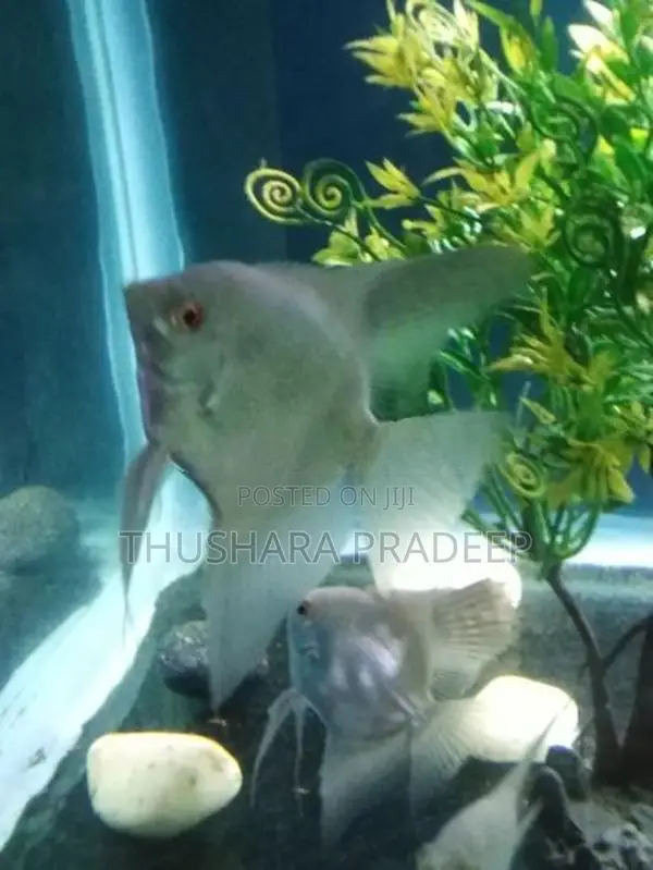 Bulgarian Lilac Point Angels Fish