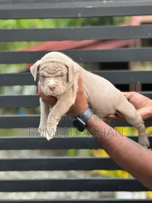 American Bully Puppies