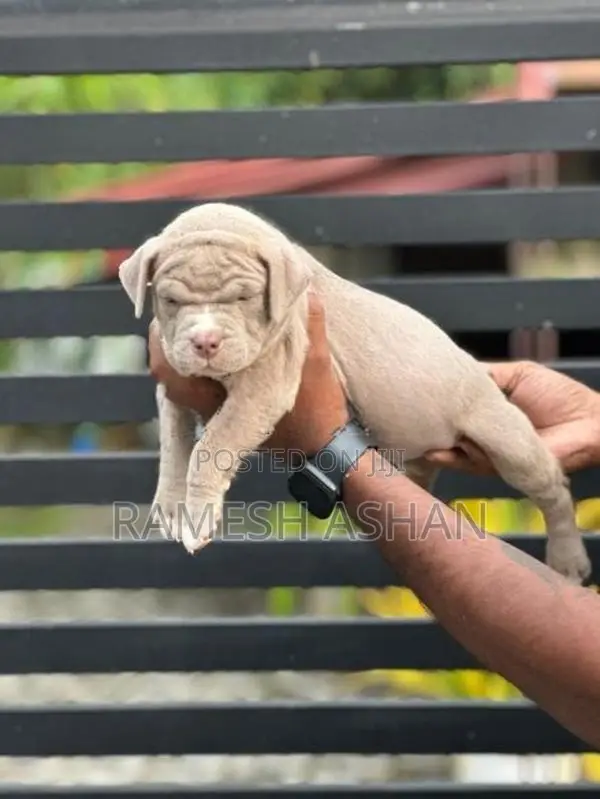 American Bully Puppies