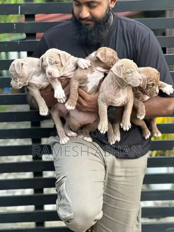 American Bully Puppies