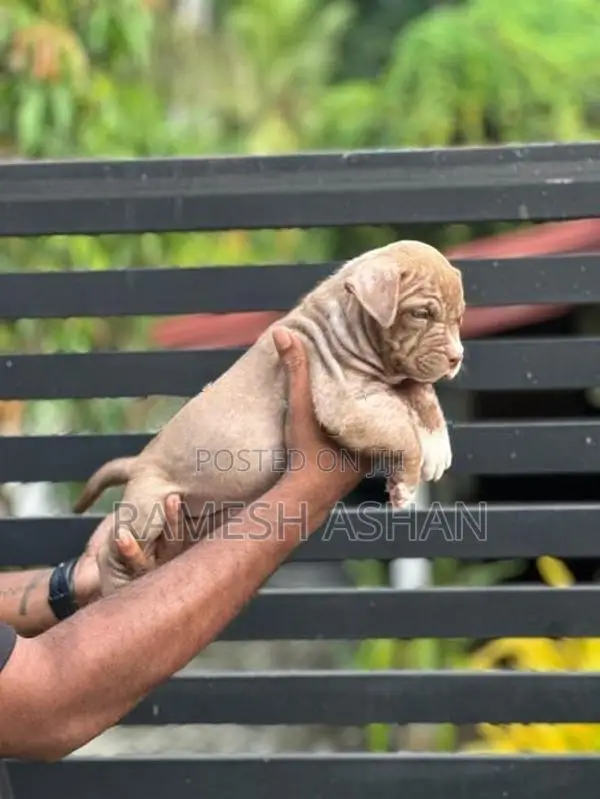 American Bully Puppies