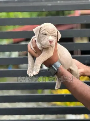 American Bully Puppies