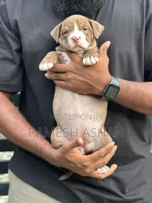 American Bully Puppies